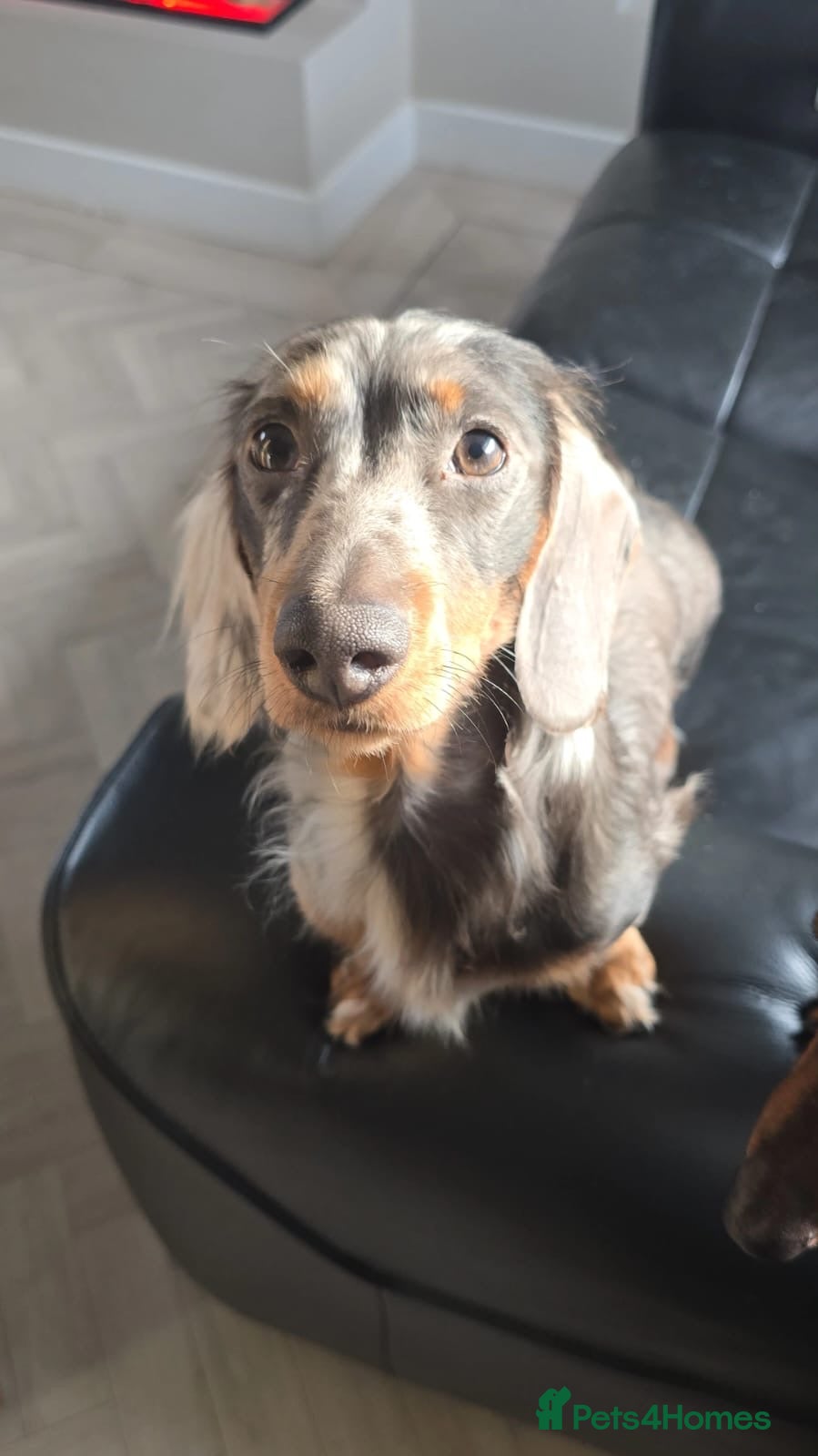 Miniature Dachshund dogs Archie - Dachshund Stud (Dapple, Unique Coat Type) - Advert 4