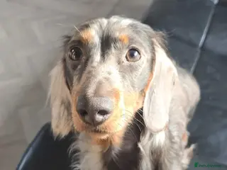 Miniature Dachshund dogs Archie - Dachshund Stud (Dapple, Unique Coat Type) - Advert 4
