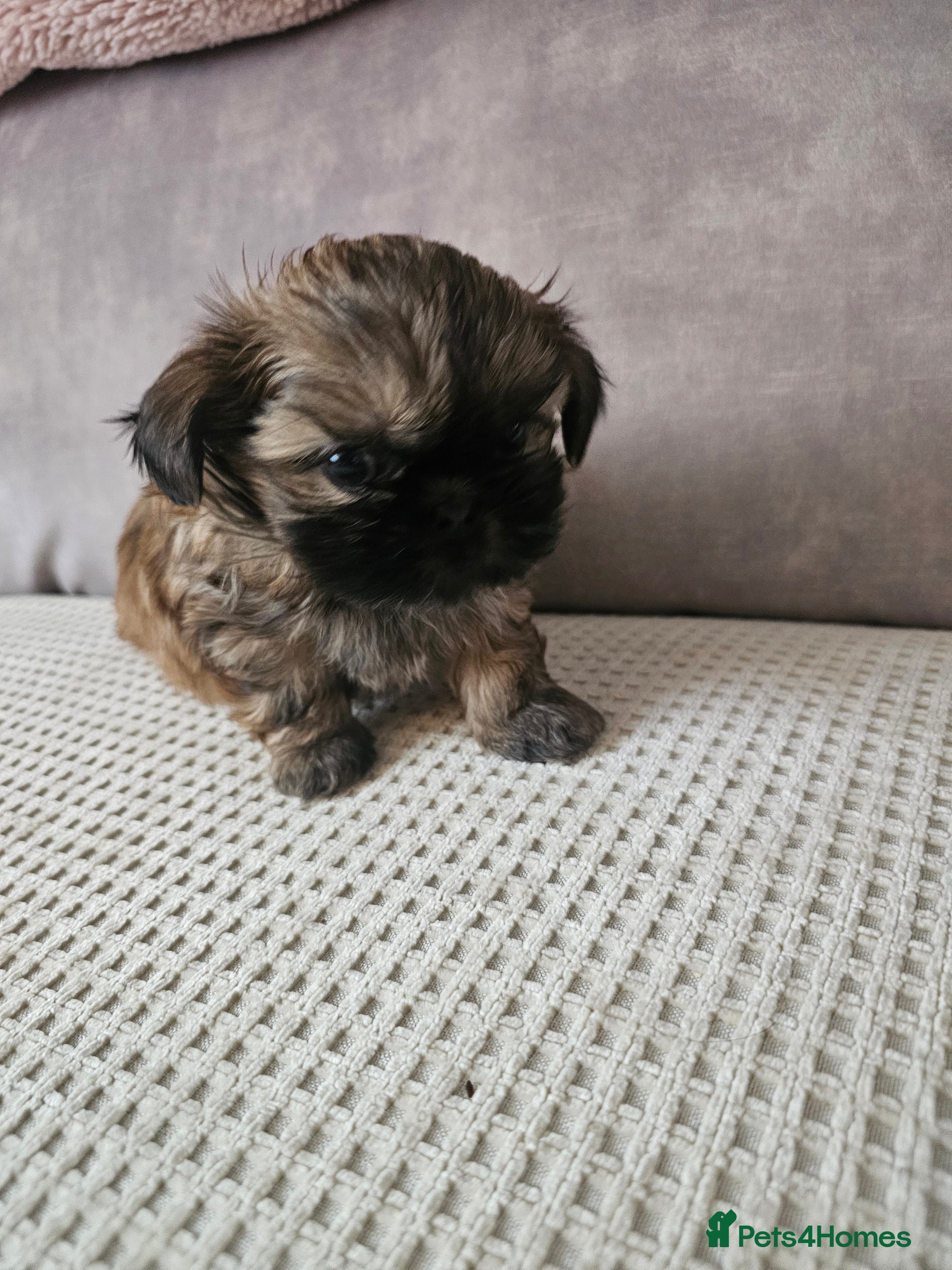 Shih Tzu dogs pure breed imperial shitzu puppies  - Advert 7