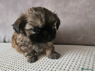 Shih Tzu dogs pure breed imperial shitzu puppies - Advert 7
