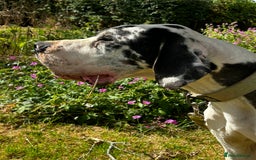 Great Dane dogs for stud: ⭐️Vonrockas Oblix health tested⭐️ in Leicester - Image 7