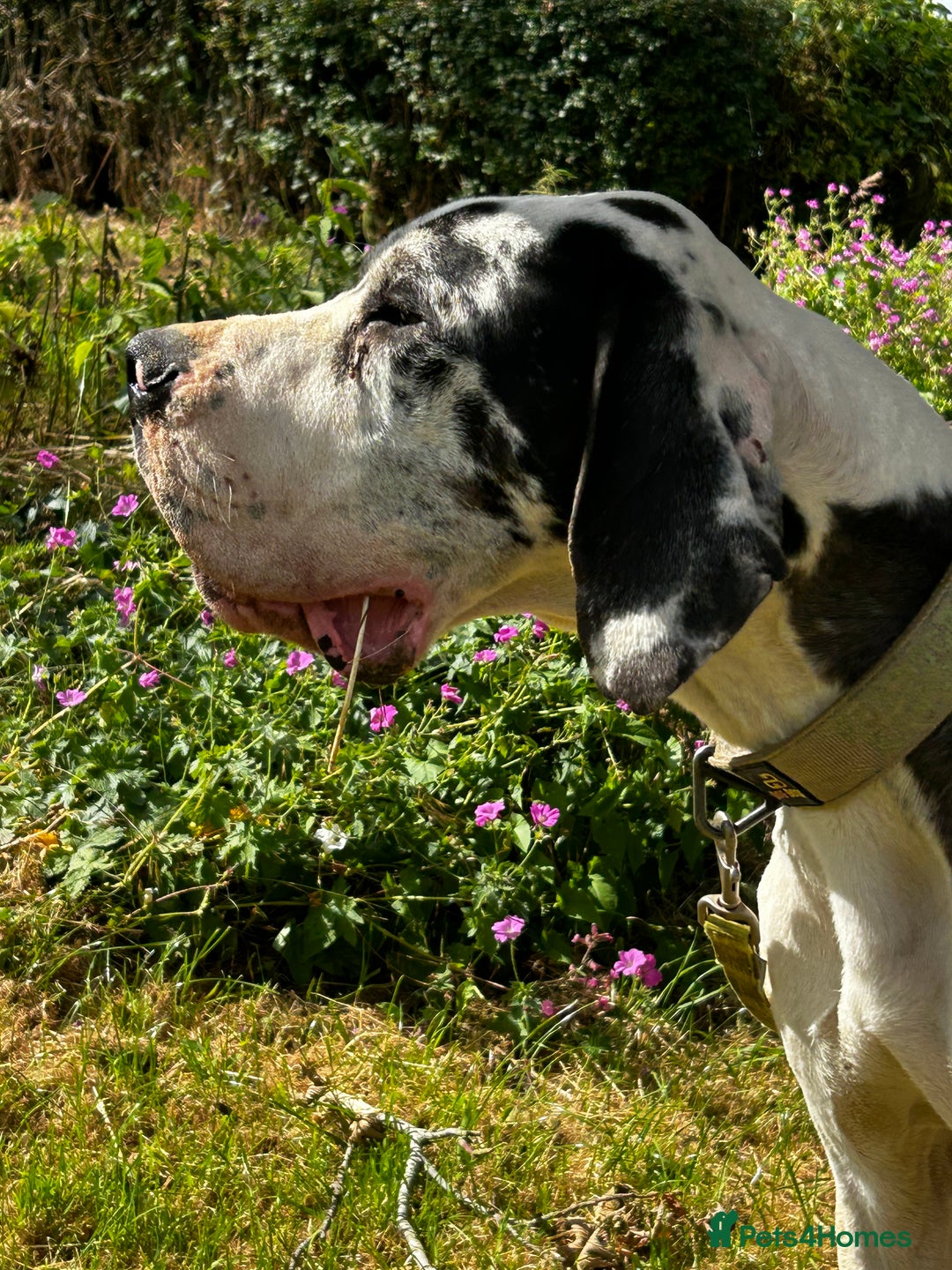 Great Dane dogs for stud: ⭐️Vonrockas Oblix health tested⭐️ in Leicester - Image 7