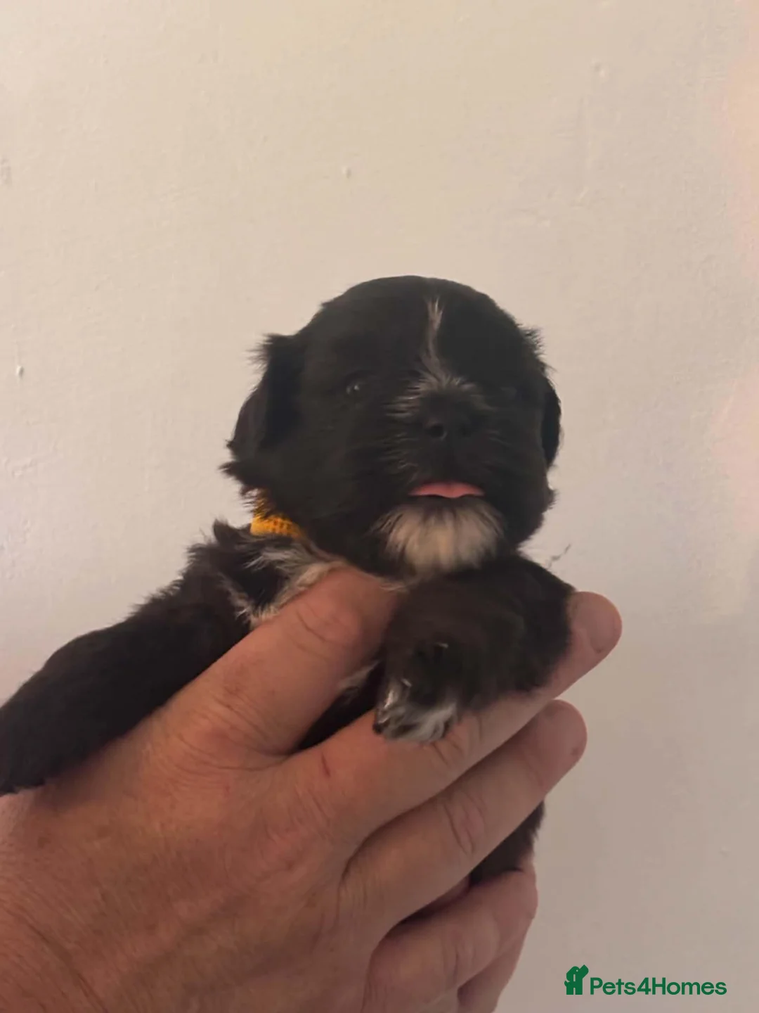 Mixed Breed dogs for sale: Cut and adorable puppies in Abingdon - Advert 2