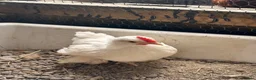 Chickens poultry for sale: Pekins , silkie and kaki campbell ducks - Advert 5