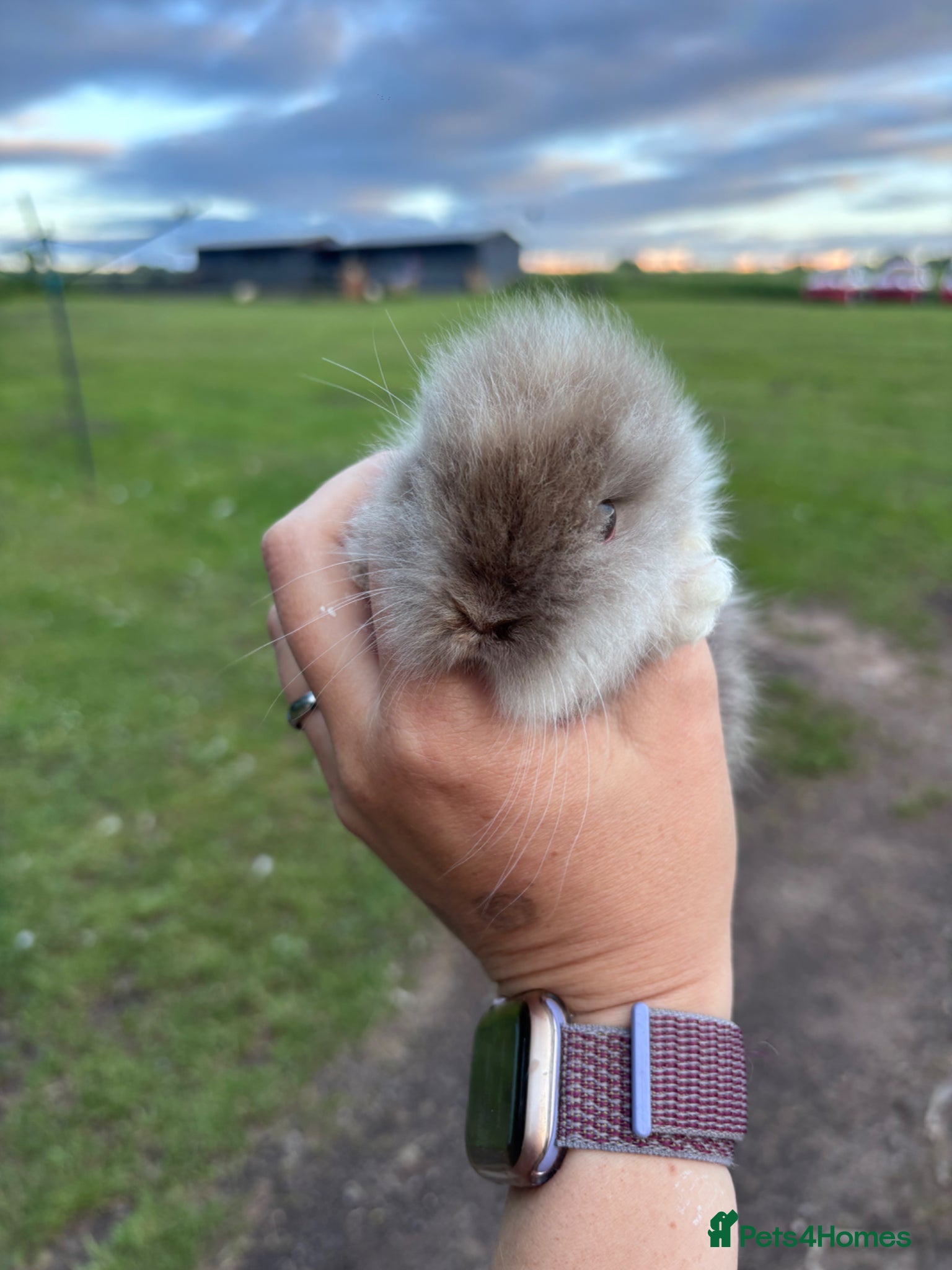 Lionhead rabbits for sale: Stunning lion head bunnies for sale  - Advert 15