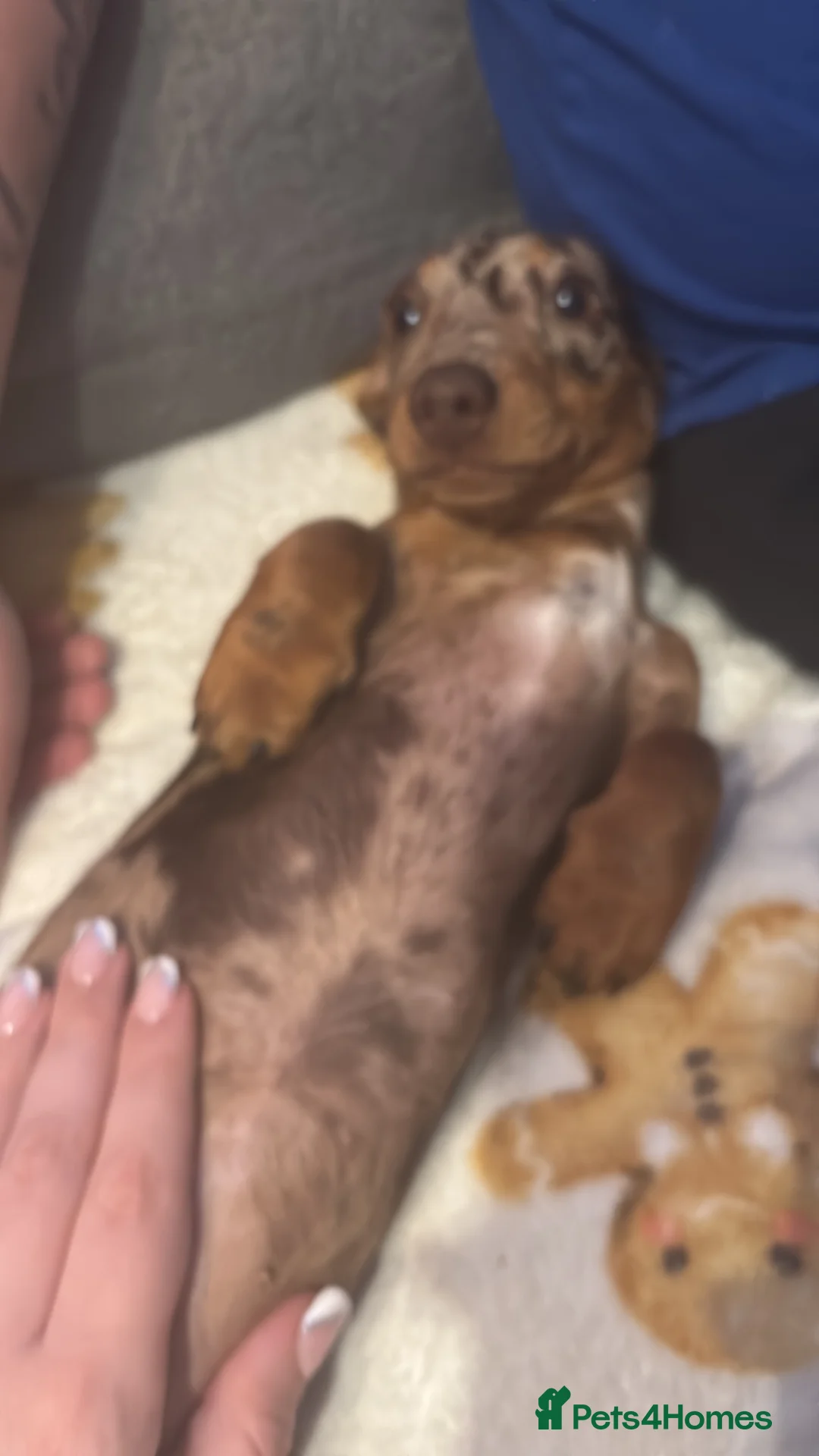 Dachshund dogs for sale: 6 months old girl chocolate dapple dachshund  in Nottingham - Advert 3