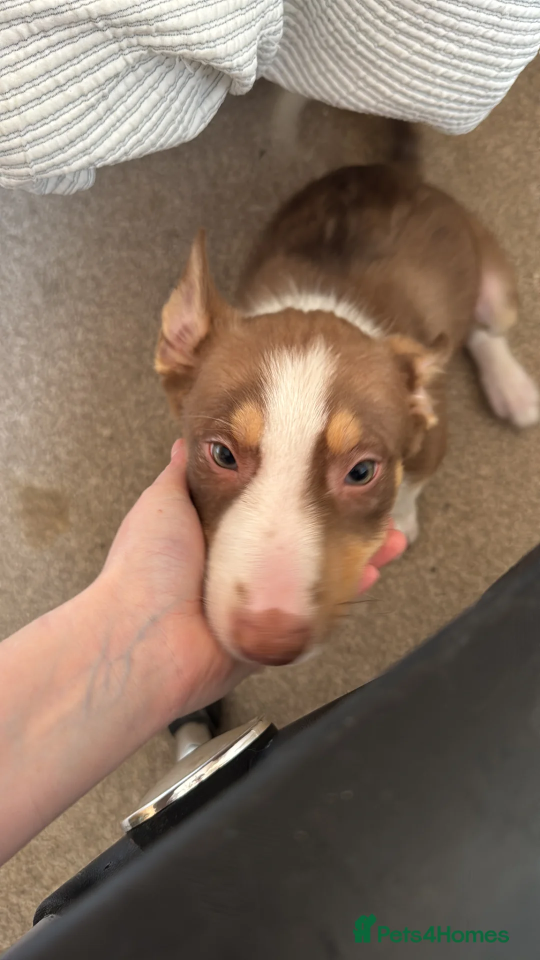 Welsh Collie dogs for sale: 4 month old puppy  - Advert 6