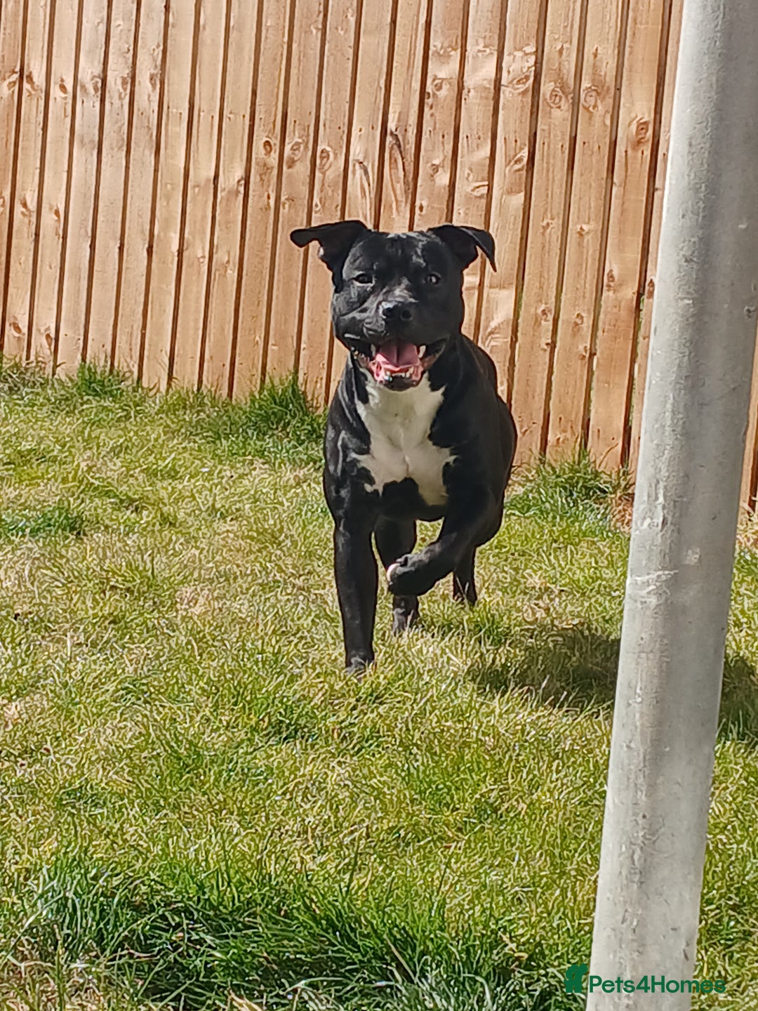 Mixed Breed dogs for sale: Cane corso/stafee - Image 1