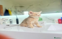 Scottish Fold cats for sale: Full pedigree Scottish fold in Croydon - Image 9
