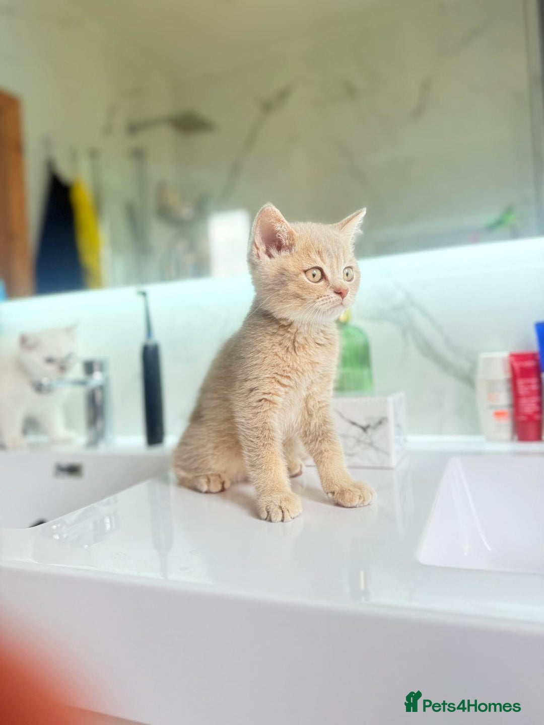 Scottish Fold cats for sale: Full pedigree Scottish fold in Croydon - Image 9
