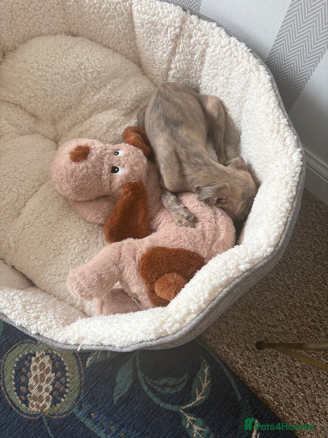Whippet dogs for sale: Whippet Boy - Image 5