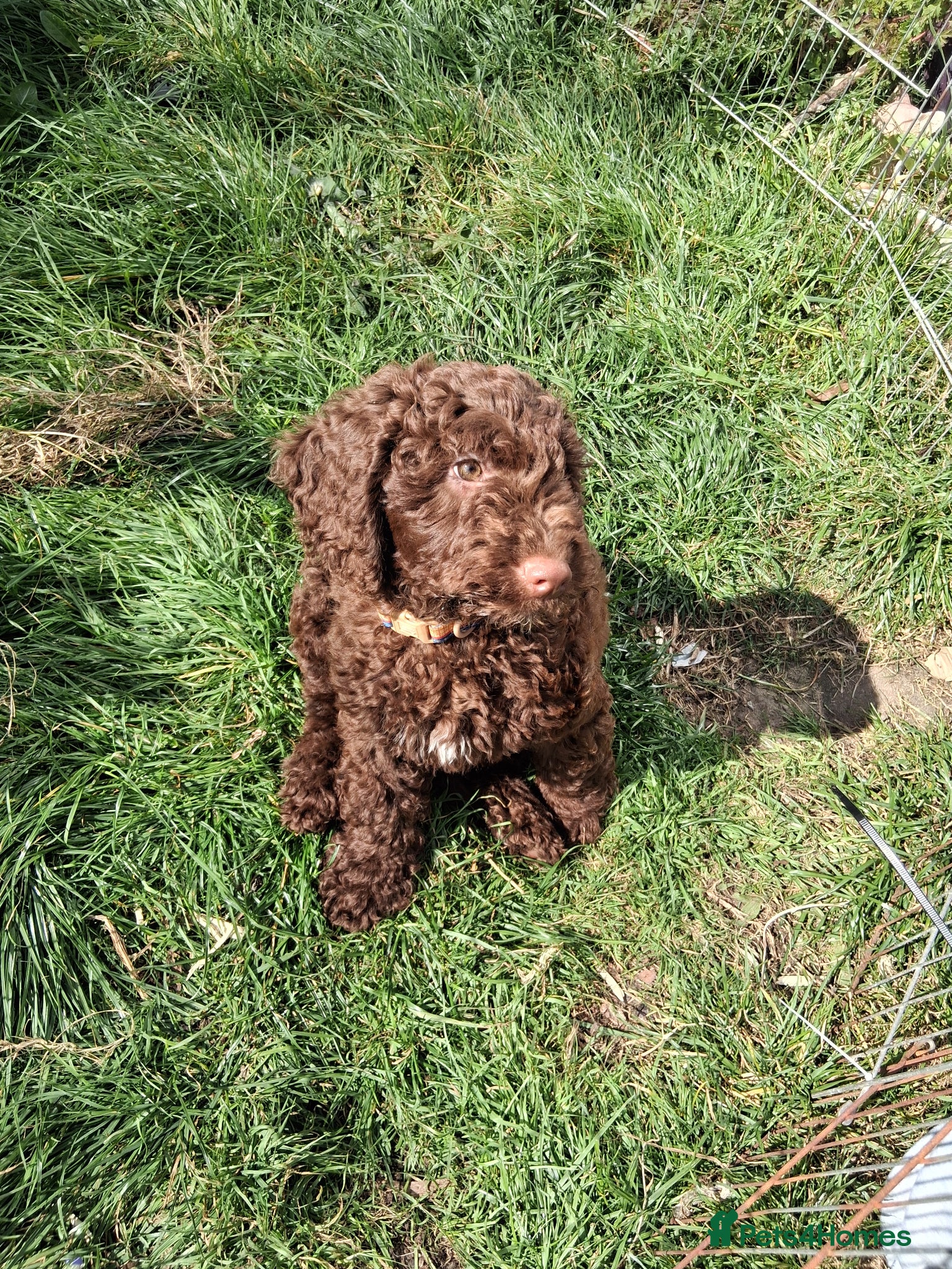 Cockapoo dogs Classic looking curly cockerpoo boy - Advert 12