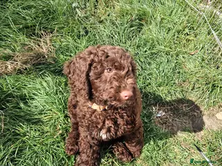 Cockapoo dogs Classic looking curly cockerpoo boy - Advert 12