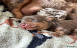 Dachshund dogs for sale: BEAUTIFUL Miniature Dachshund's  - Image 16