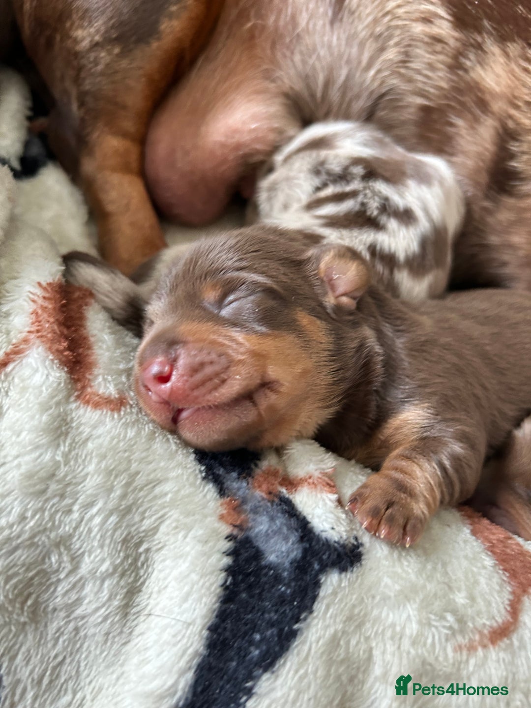 Dachshund dogs for sale: BEAUTIFUL Miniature Dachshund's  - Image 16
