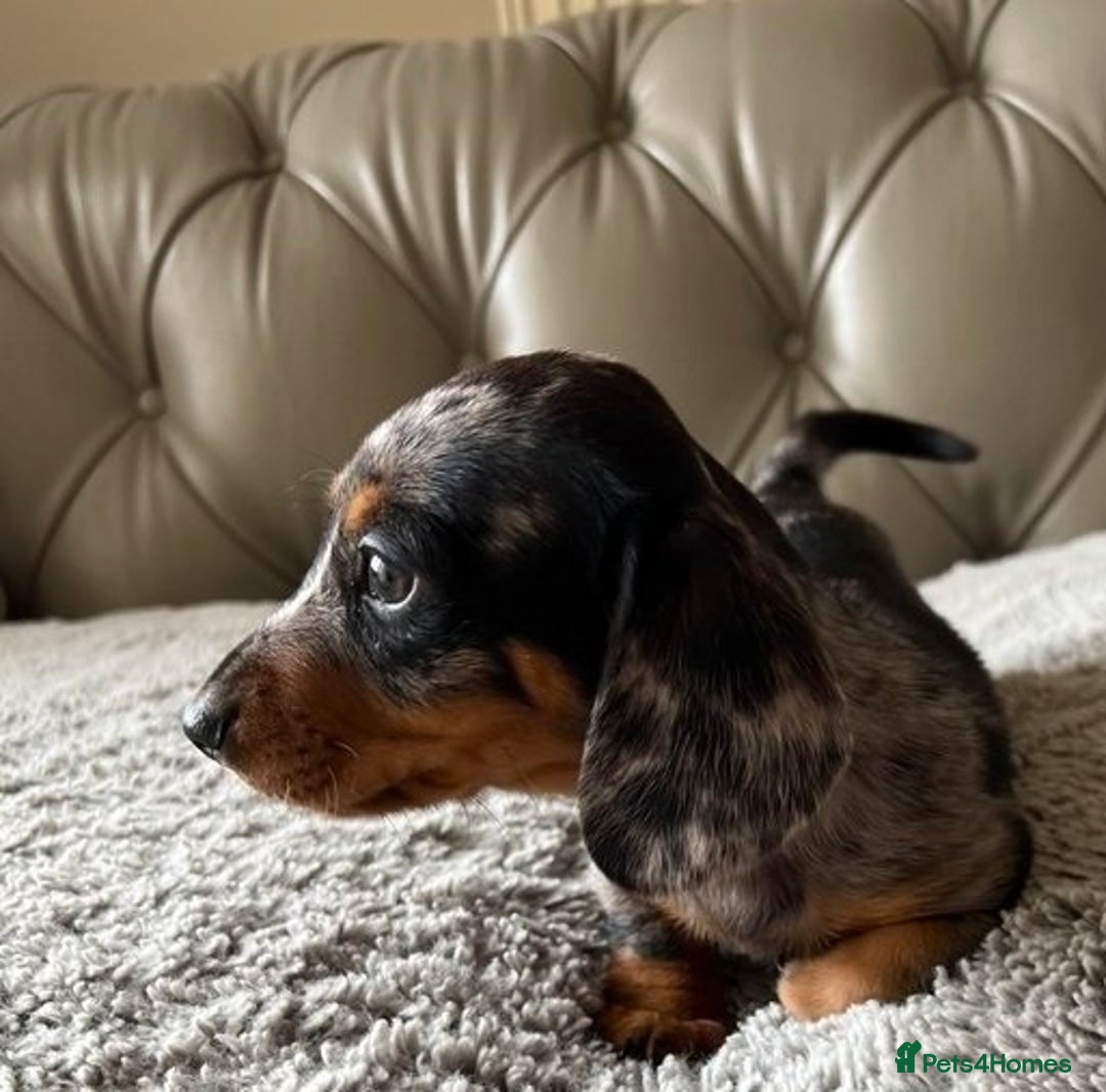 Miniature Dachshund dogs for sale: Clean and admirable doxie mini cuties dapples - Image 3