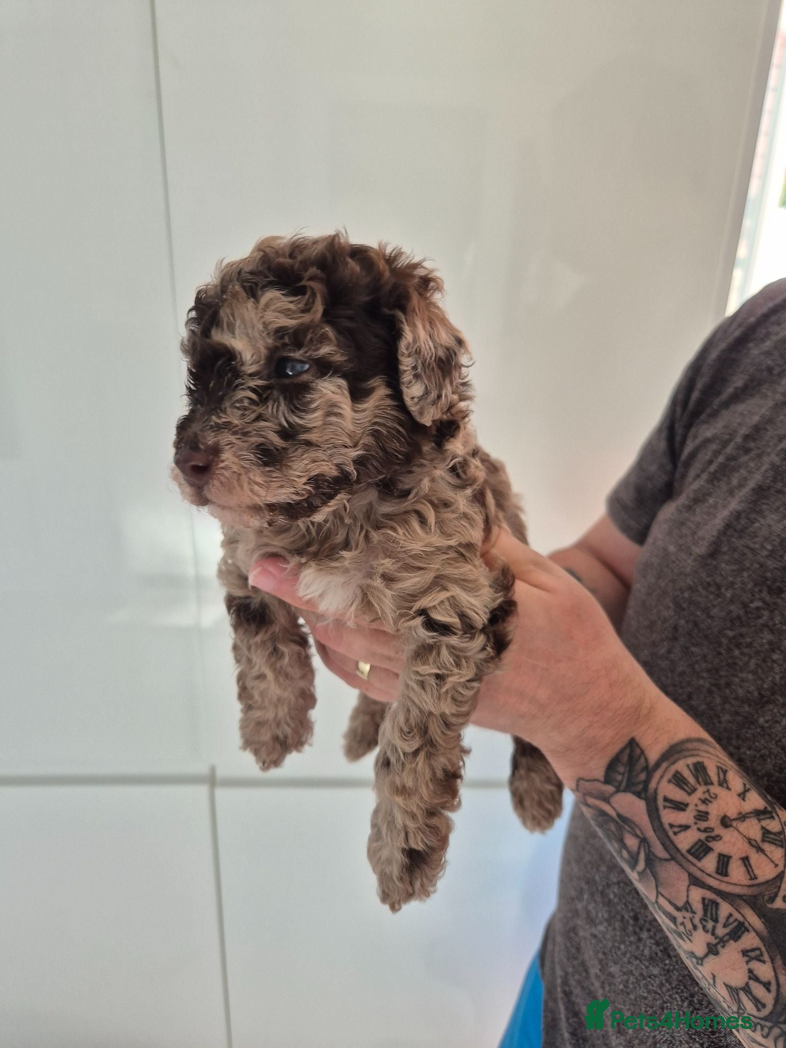 Cockapoo dogs Beautiful cockapoo puppies for sale  - Advert 11