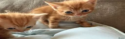 British Shorthair cats for sale: Gorgeous Ginger Kittens - Ready to leave in Mansfield - Advert 4