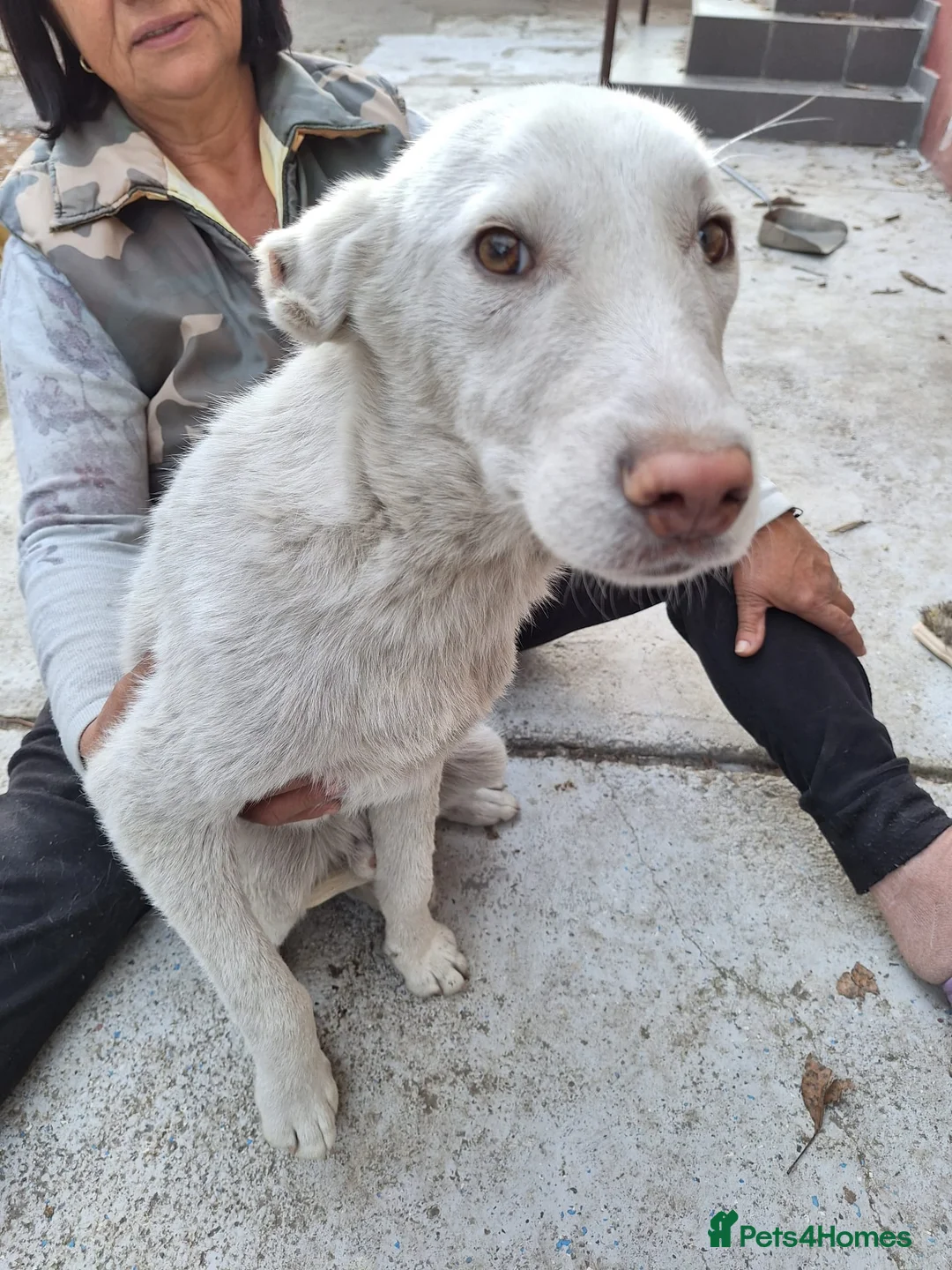 Mixed Breed dogs for adoption: 🐾 ROCKY – The Brave Little Survivor 🤍 - Advert 1