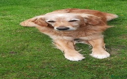 Golden Retriever dogs for sale: Golden Retriever Puppies - Image 5