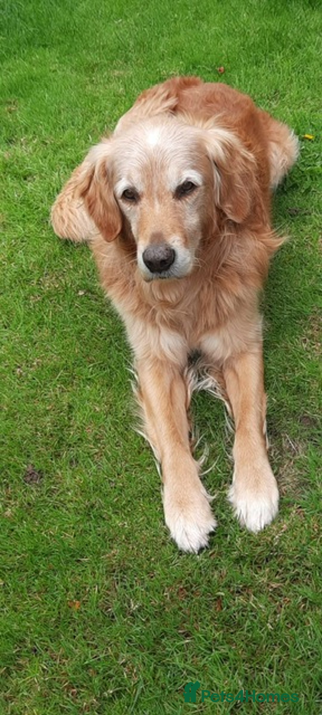 Golden Retriever dogs for sale: Golden Retriever Puppies - Image 5