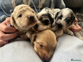 Cockapoo dogs Rare marked small cockerpoo puppys - Advert 2