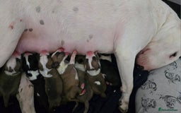 English Bull Terrier dogs for sale: Top Quality Health tested Pups  - Image 15