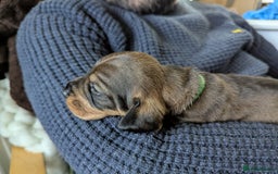 Dachshund dogs for sale: Standard Wirehaired Dachshund Puppies - Image 7