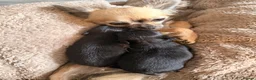 Chihuahua dogs for sale: Tiny long hair chihuahua  - Advert 8