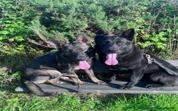 German Shepherd dogs for sale: Exceptional, Trained Working Line German Shepherd  - Image 8