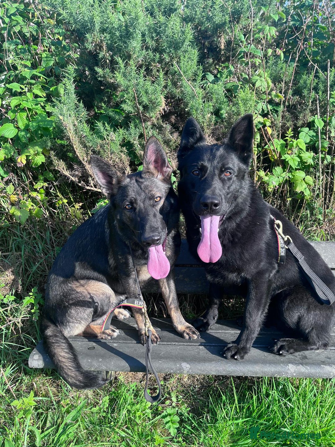 German Shepherd dogs for sale: Exceptional, Trained Working Line German Shepherd  - Image 8