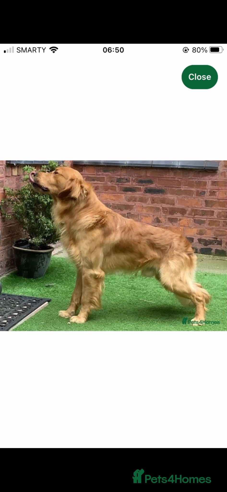 Golden Retriever dogs Quality KC Registered Golden Retriever Puppies - Advert 2