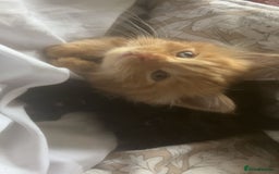 British Longhair cats for sale: 1 male and 1 female 15 week old kittens - Image 11