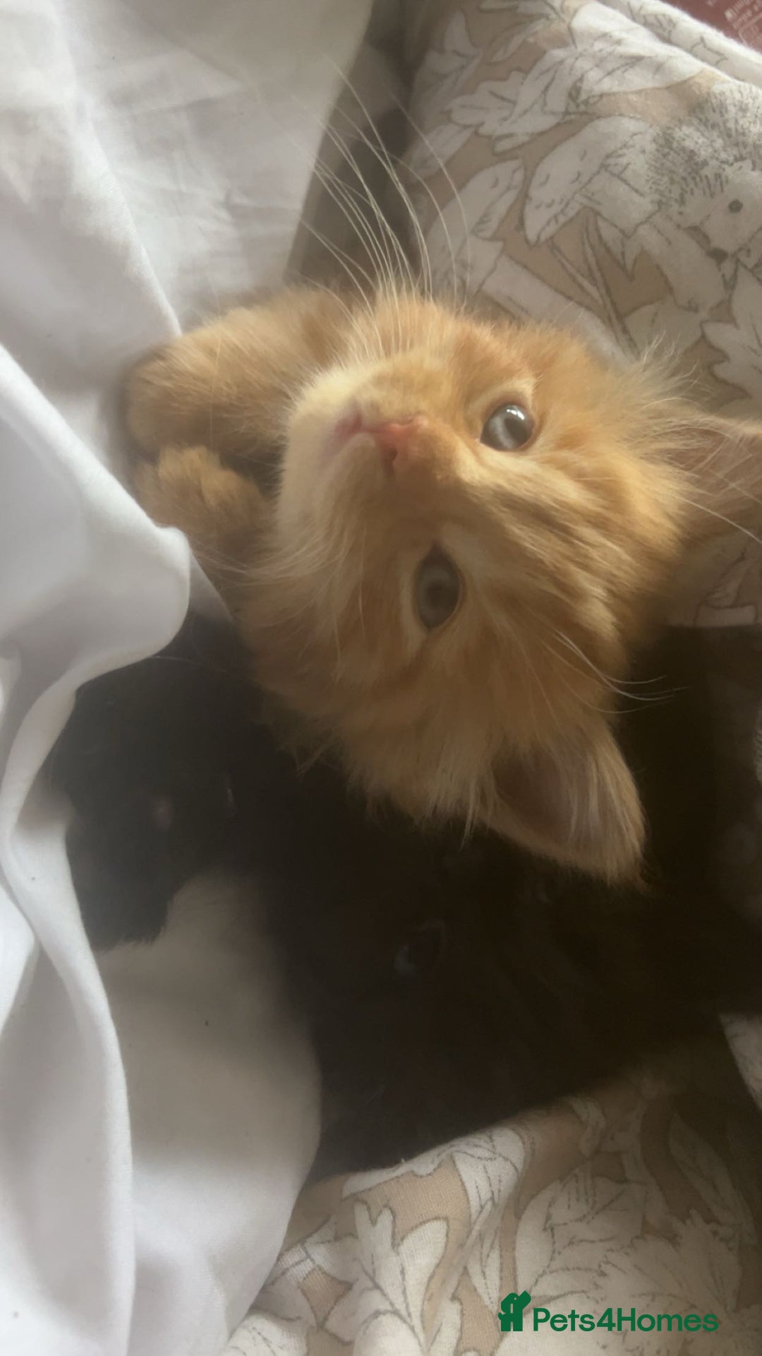 British Longhair cats for sale: 1 male and 1 female 15 week old kittens - Image 11