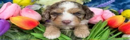 Cockapoo dogs for sale: ❤️ cockapoo puppies 8 WEEKS OLD & READY NOW 🐶 - Advert 21