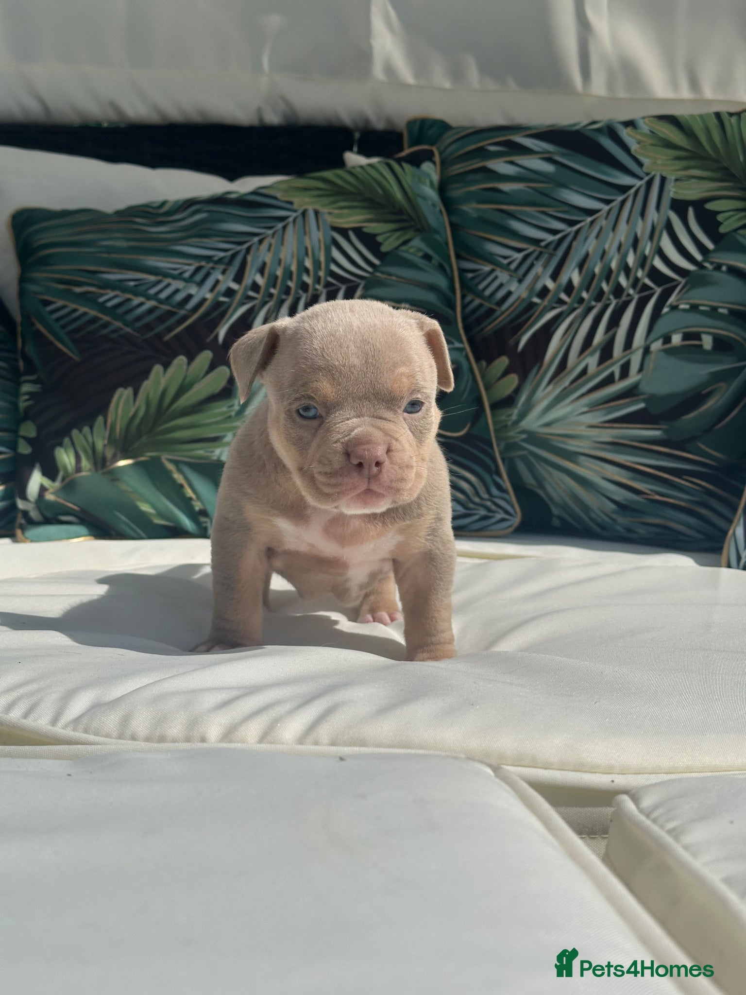 American Bully dogs for sale: ABKC registered Pocket Bully puppies  - Advert 1