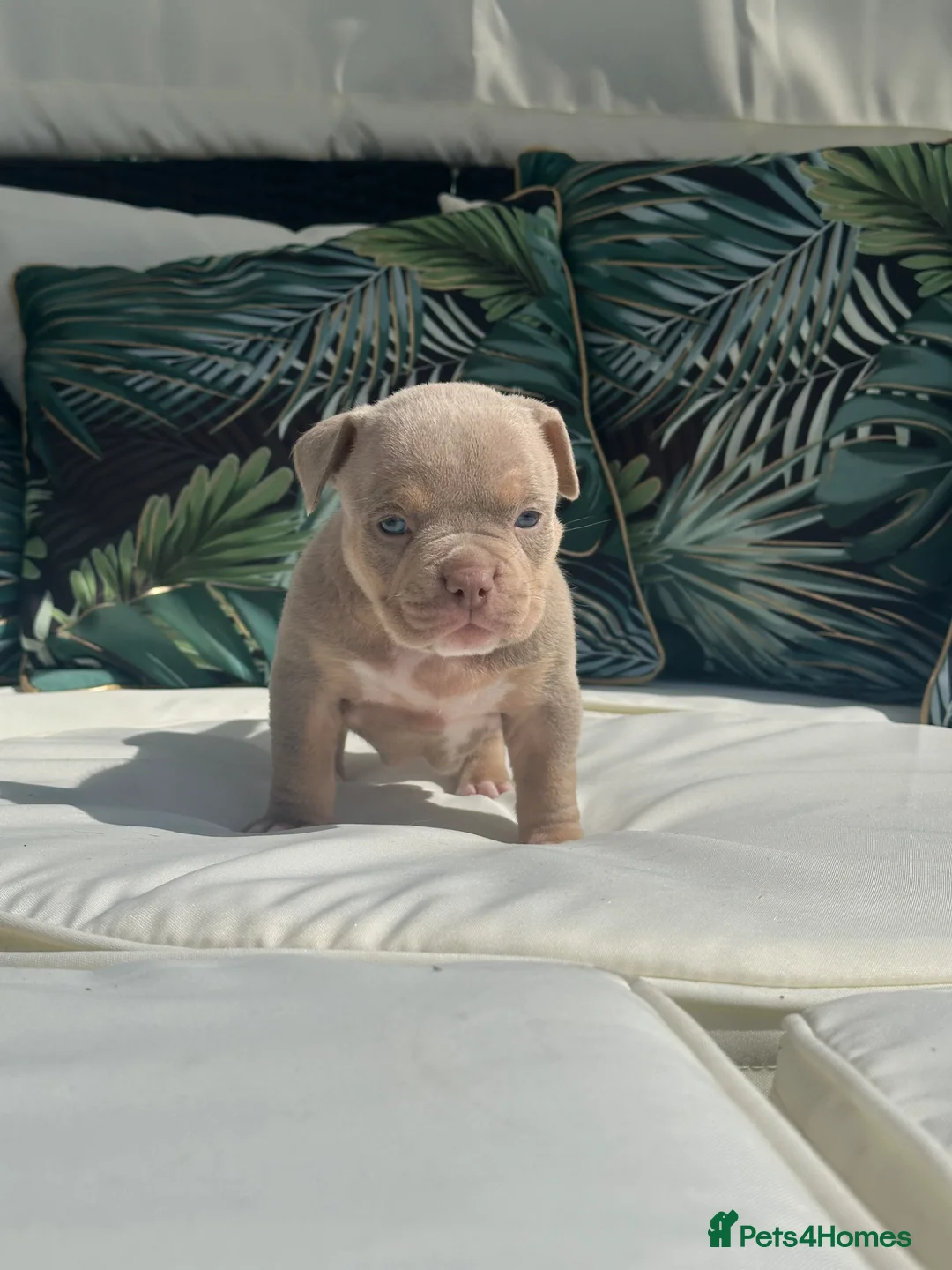 American Bully dogs for sale: ABKC registered Pocket Bully puppies  - Advert 1