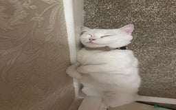 British Shorthair cats for sale: Ella 🩷 needing a new loving home  - Image 1