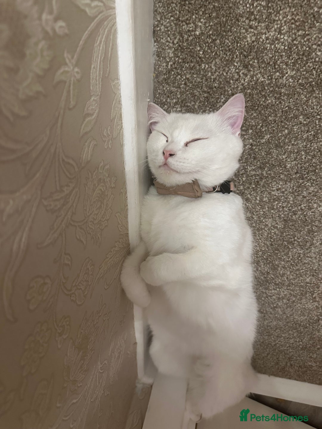British Shorthair cats for sale: Ella 🩷 needing a new loving home  - Image 1