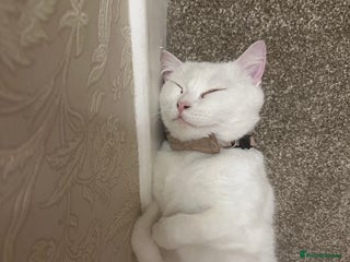 British Shorthair cats - Advert 27