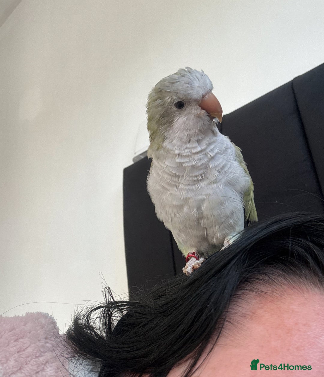 Parrots birds for sale: Quaker parrot for sale  - Advert 2