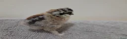 Chickens poultry for sale: 6 x Silkie Bantam Hatching Eggs - Advert 5