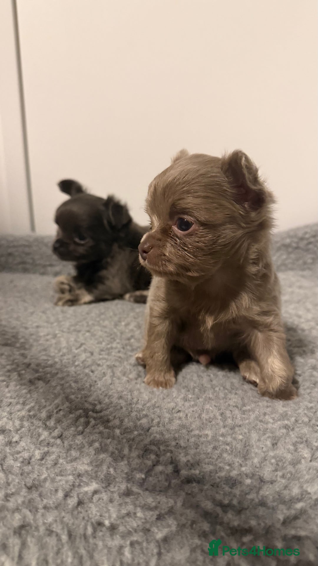 Chihuahua dogs for sale: Stunning Chihuahua Puppies ⭐️ - Advert 25