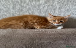 Maine Coon cats for sale: Ready now Maine Coon large Boys GCCF - Image 19