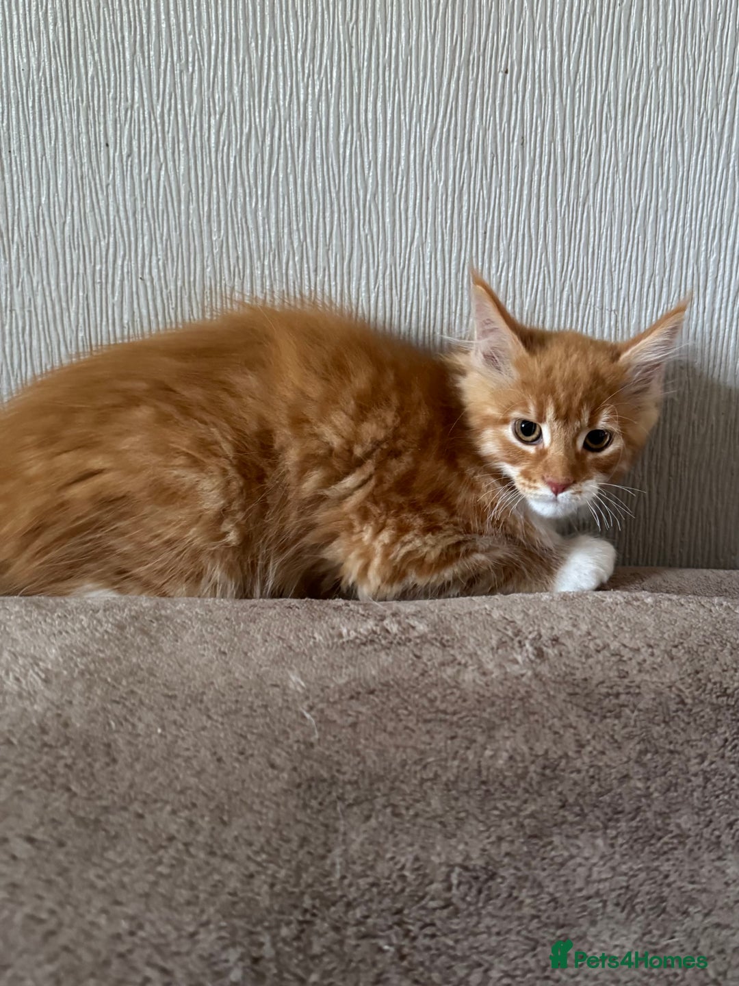 Maine Coon cats for sale: Ready now Maine Coon large Boys GCCF - Image 19
