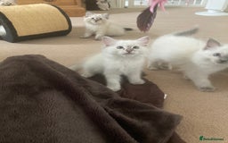 Ragdoll cats for sale: Ragdoll kittens - Image 5