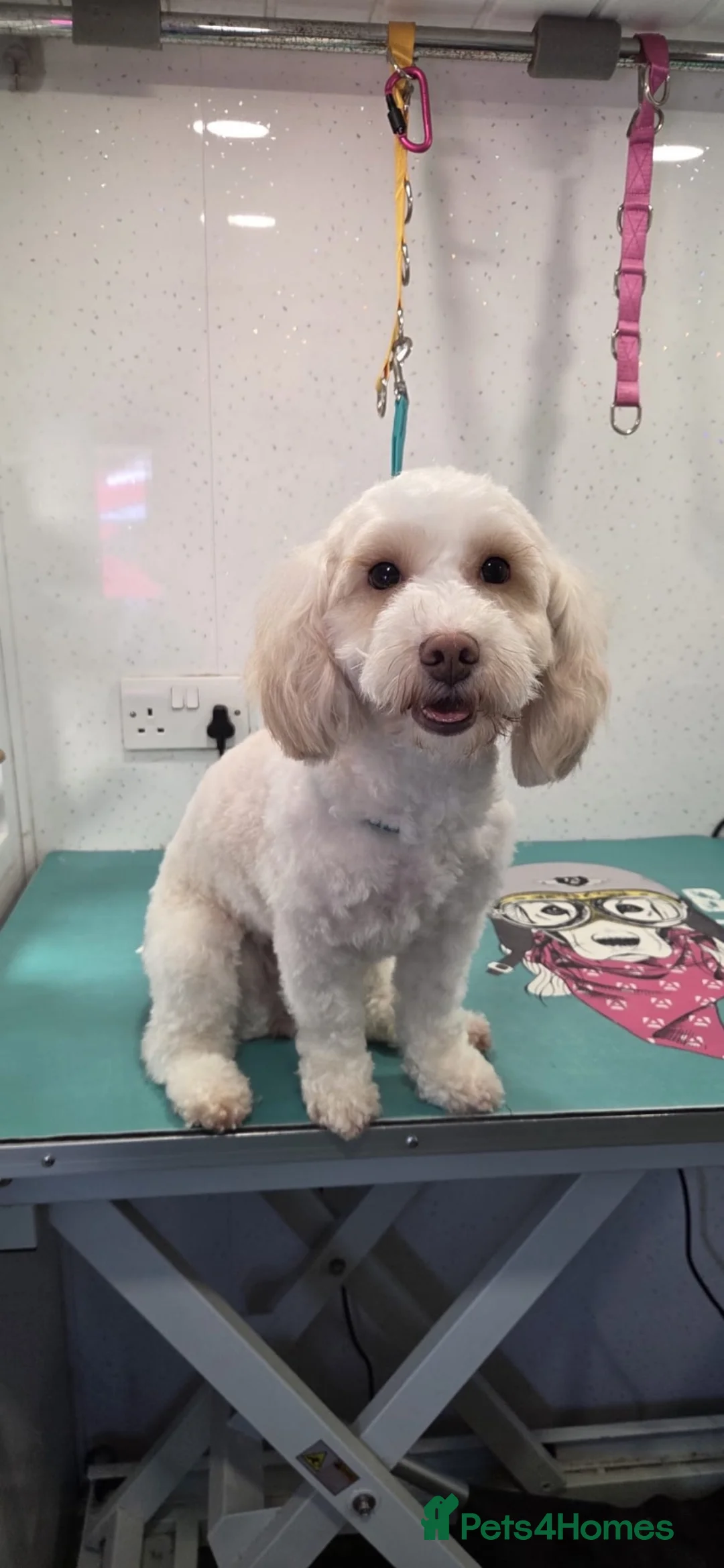 Cavapoo dogs for sale: F1b cavapoo  - Advert 18