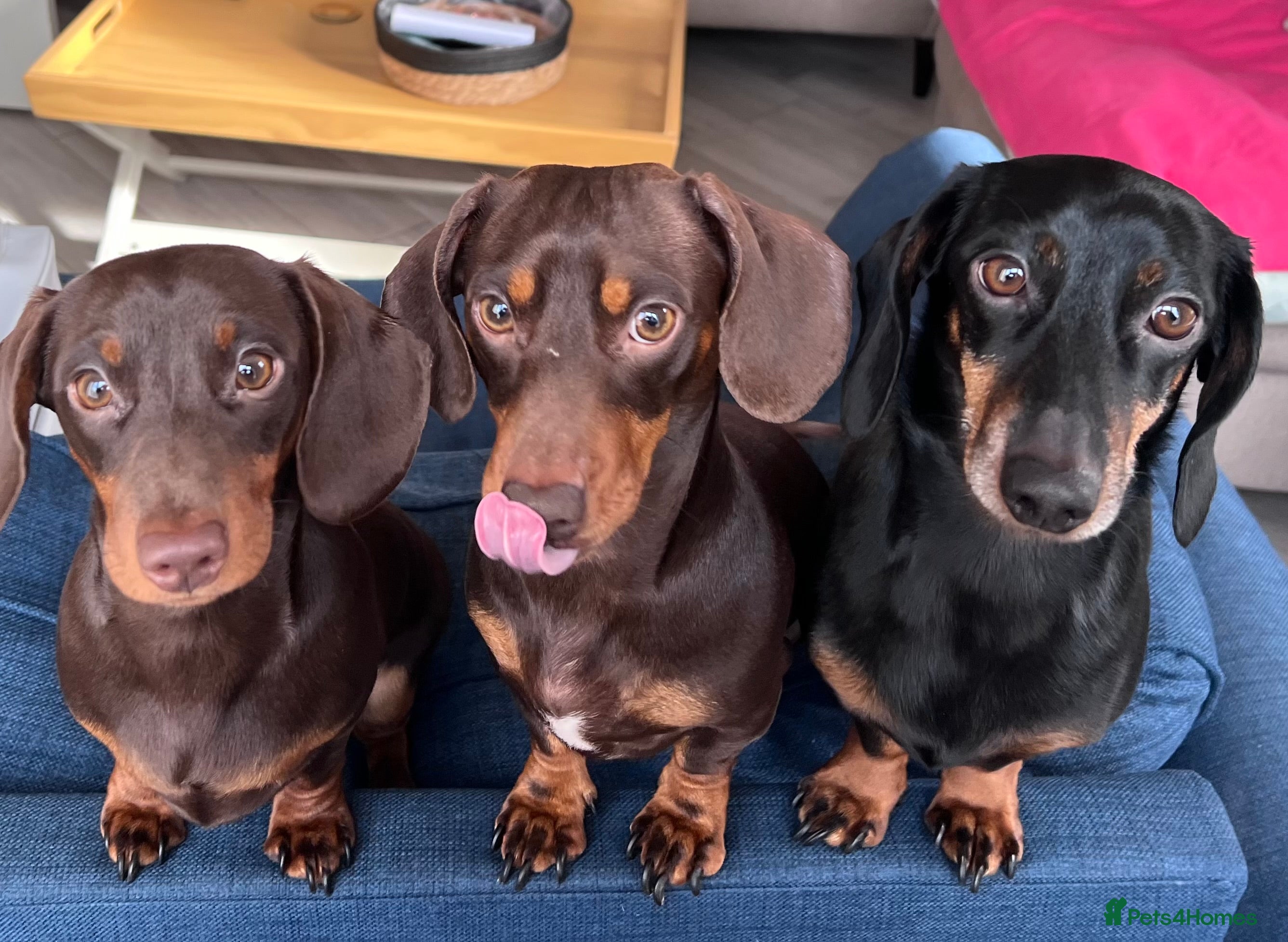 Miniature Dachshund dogs 2 x male miniature dachshunds   - Advert 1