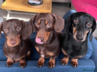Miniature Dachshund dogs 2 x male miniature dachshunds - Advert 1