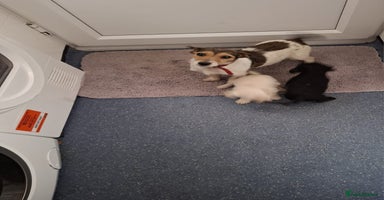 Jackapoo dogs Jackapoo pups for sale - Advert 4